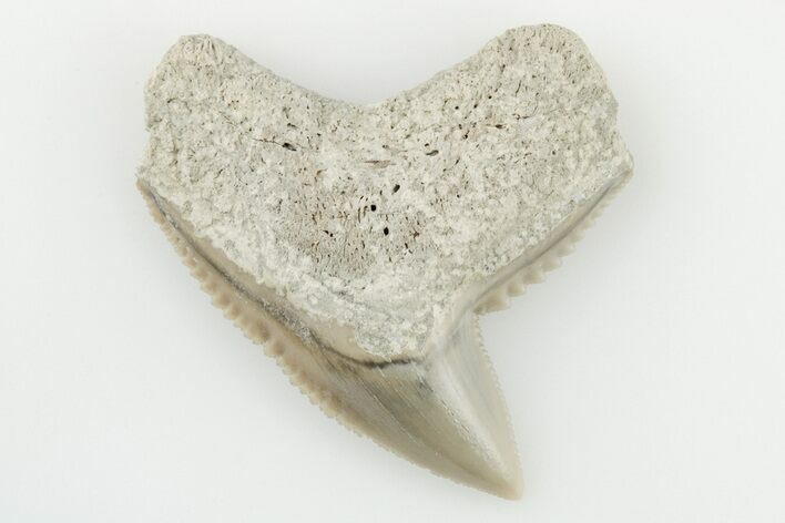 Fossil Tiger Shark (Galeocerdo) Tooth - Aurora, NC #195106